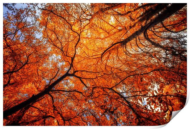 Sky Roots in Forest Red Print by John Williams