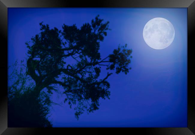 Moonlight Dreams in Blue Framed Print by John Williams