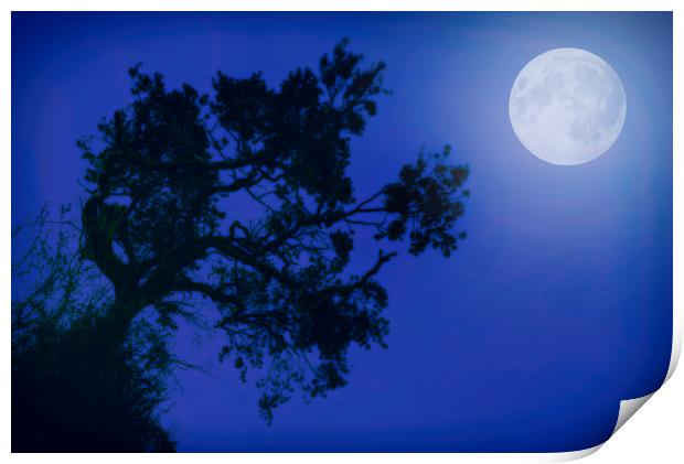 Moonlight Dreams in Blue Print by John Williams