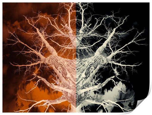 Bleached Bones of the Symmetrical Tree Print by John Williams