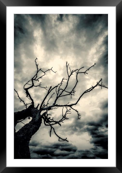 Tree Doom Framed Mounted Print by John Williams