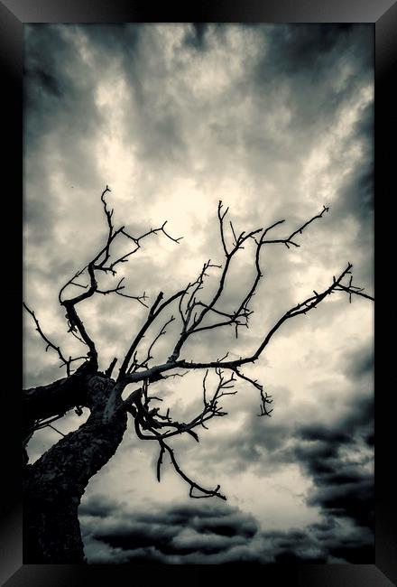 Tree Doom Framed Print by John Williams