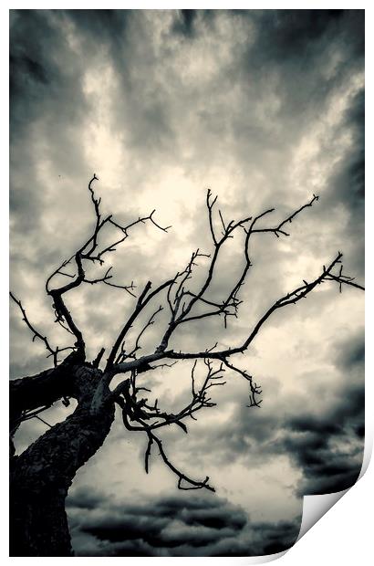 Tree Doom Print by John Williams