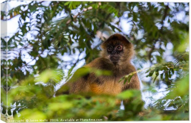 A spider monkey in the tree tops Canvas Print by Jason Wells