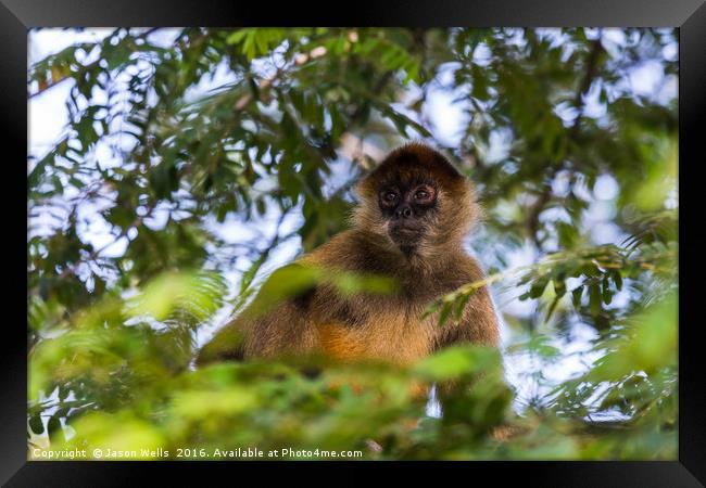 A spider monkey in the tree tops Framed Print by Jason Wells