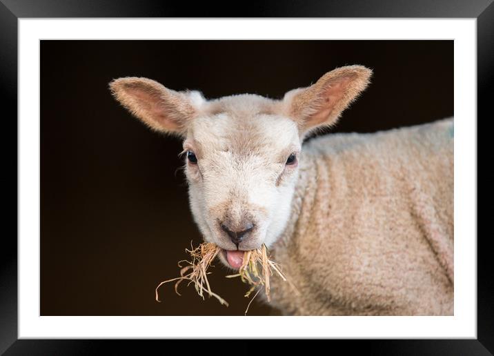 Lamb Chop Framed Mounted Print by Philip Male