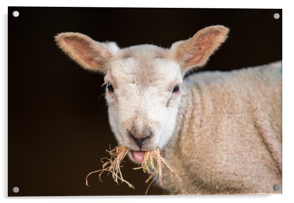 Lamb Chop Acrylic by Philip Male