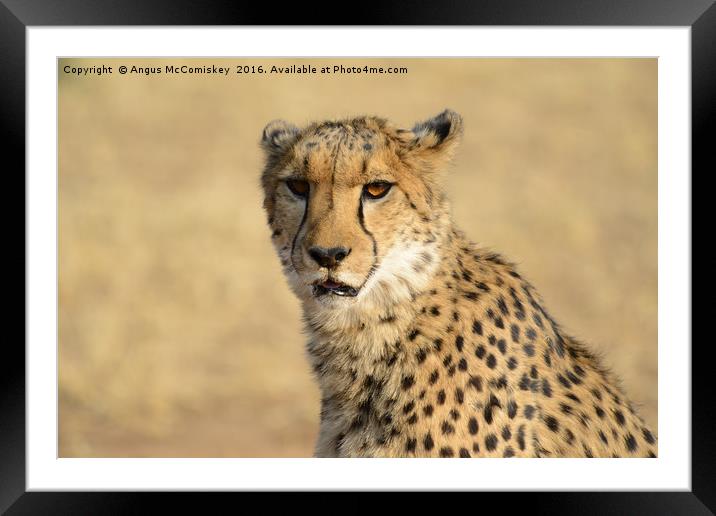 Cheetah portrait Framed Mounted Print by Angus McComiskey