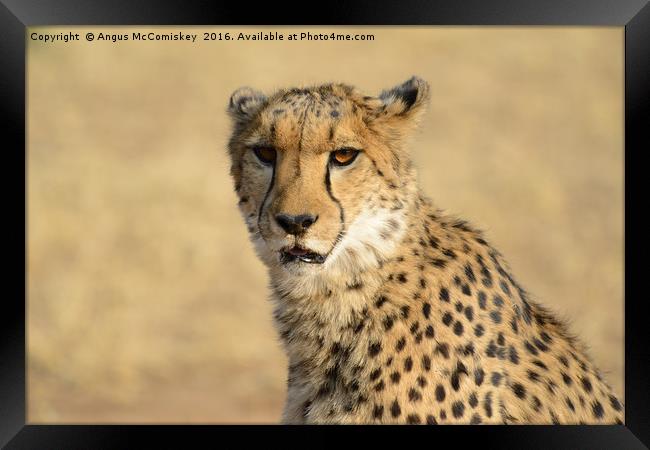 Cheetah portrait Framed Print by Angus McComiskey