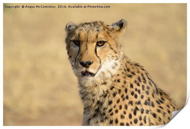 Cheetah portrait Print by Angus McComiskey