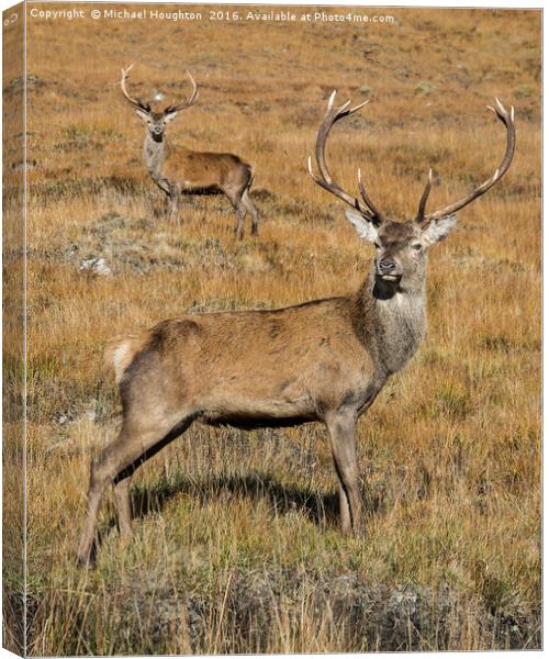Young highland stags Canvas Print by Michael Houghton