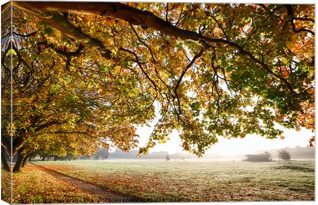 Autumn scene with overhanging trees Canvas Print by Simon Bratt LRPS