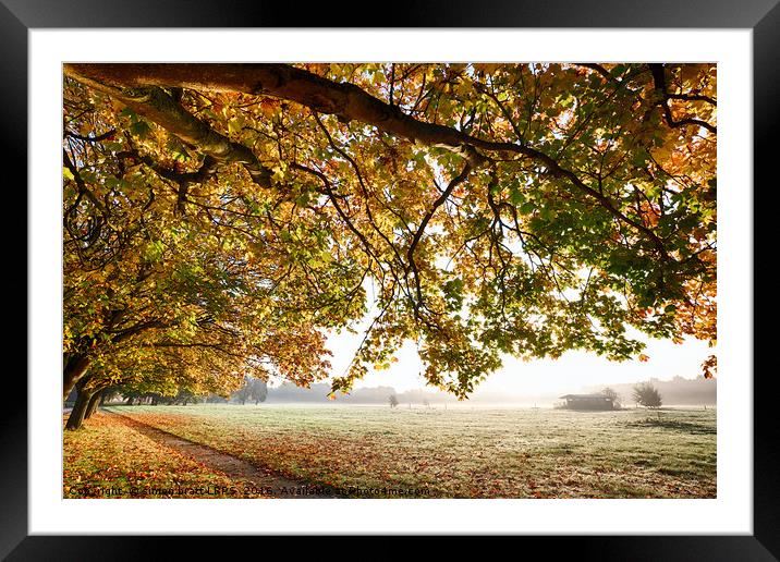 Autumn scene with overhanging trees Framed Mounted Print by Simon Bratt LRPS