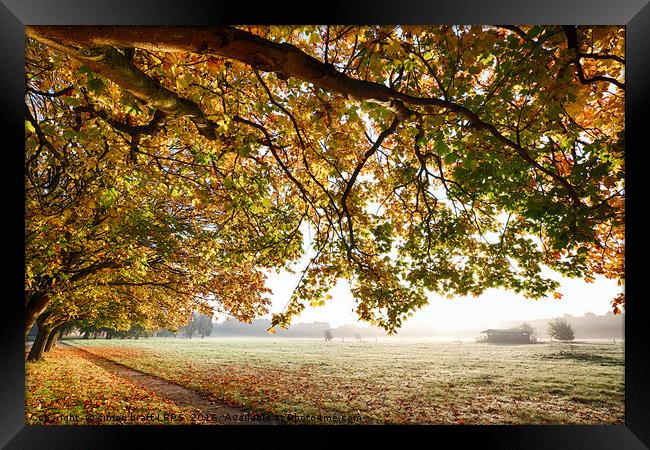 Autumn scene with overhanging trees Framed Print by Simon Bratt LRPS