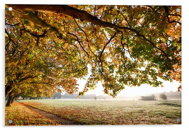 Autumn scene with overhanging trees Acrylic by Simon Bratt LRPS