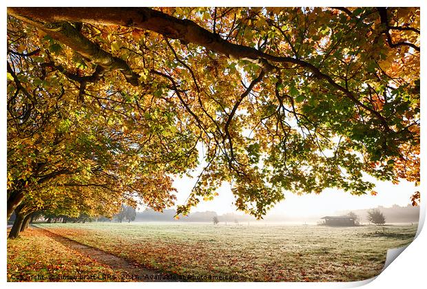 Autumn scene with overhanging trees Print by Simon Bratt LRPS