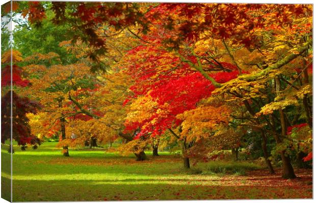 Autumn Tints with maple trees Canvas Print by Jonathan Evans