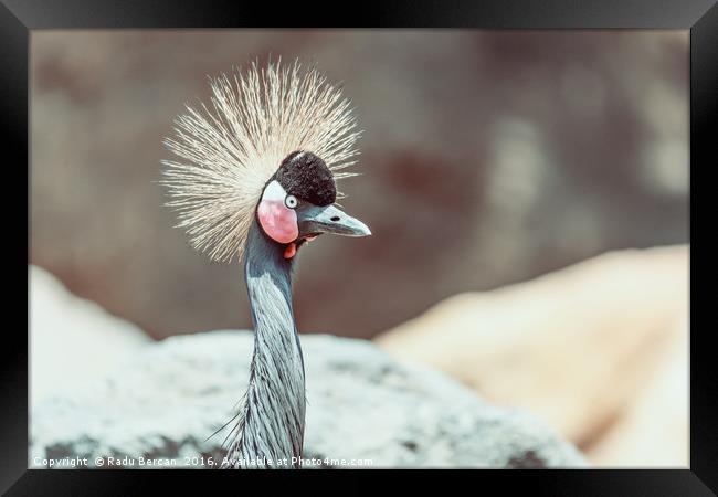 Black Crowned Crane (Balearica Pavonina) Bird Framed Print by Radu Bercan