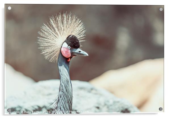 Black Crowned Crane (Balearica Pavonina) Bird Acrylic by Radu Bercan