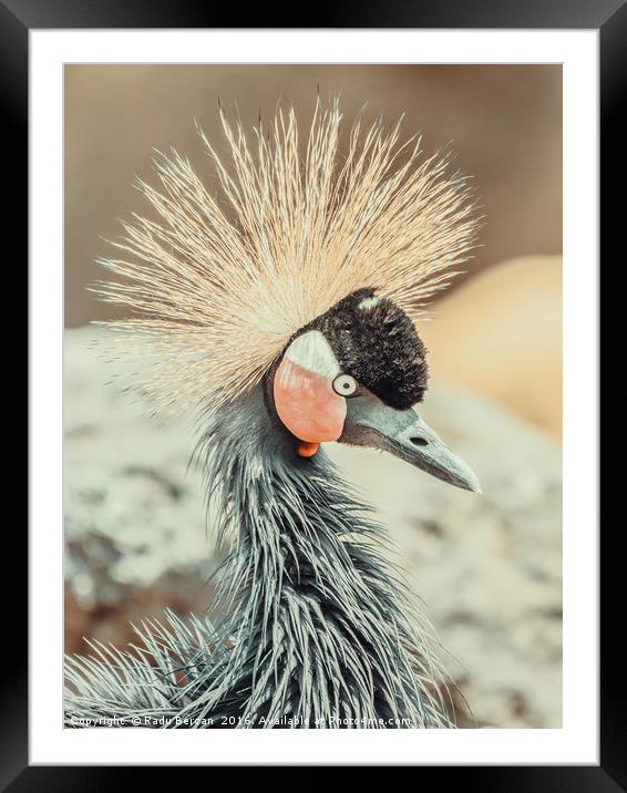 Black Crowned Crane (Balearica Pavonina) Bird Framed Mounted Print by Radu Bercan