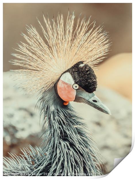 Black Crowned Crane (Balearica Pavonina) Bird Print by Radu Bercan