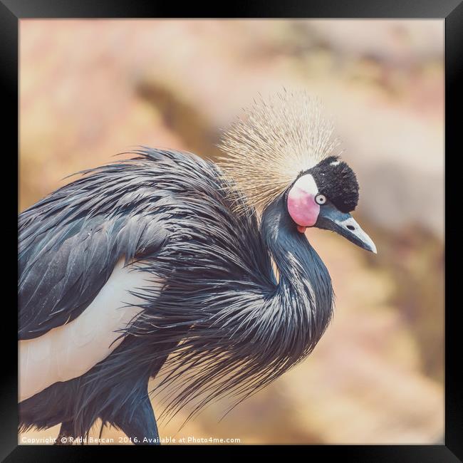 Black Crowned Crane (Balearica Pavonina) Bird Framed Print by Radu Bercan