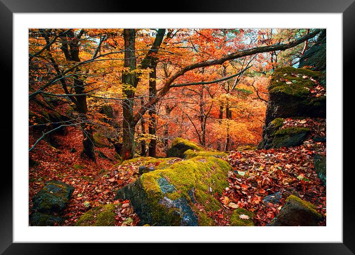 Mystery of Autumn Framed Mounted Print by Jenny Rainbow