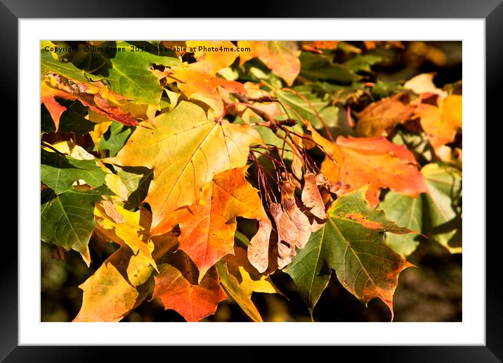 Autumn Colours Framed Mounted Print by Jim Jones