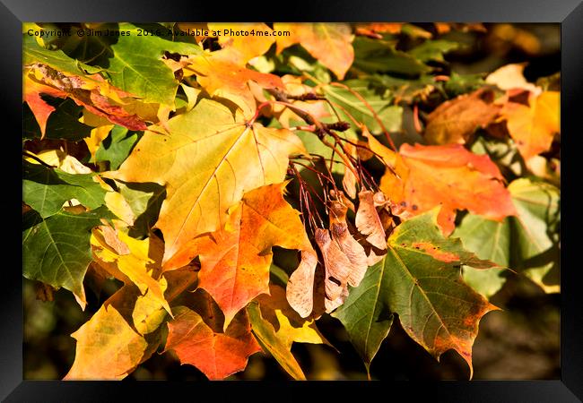 Autumn Colours Framed Print by Jim Jones