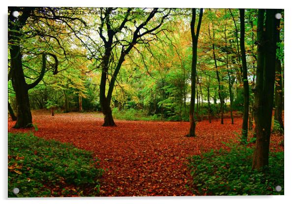 autumn trees Acrylic by Derrick Fox Lomax