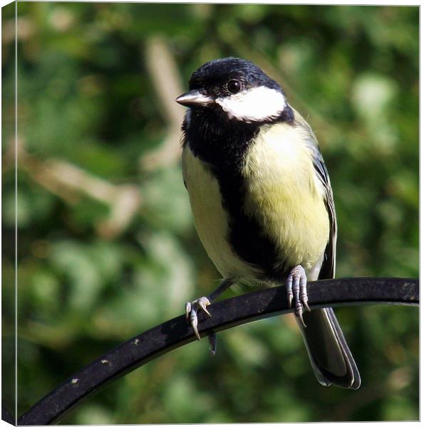 Great Tit Canvas Print by Donna Collett