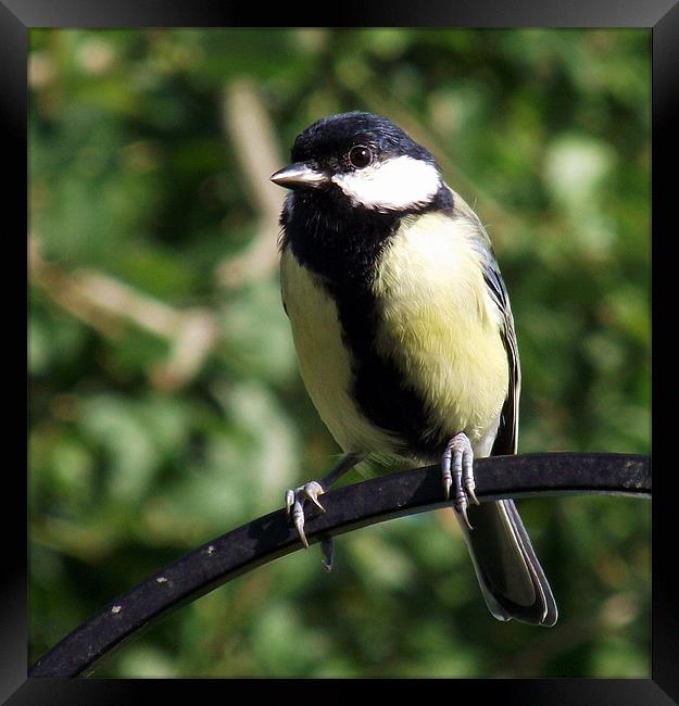 Great Tit Framed Print by Donna Collett