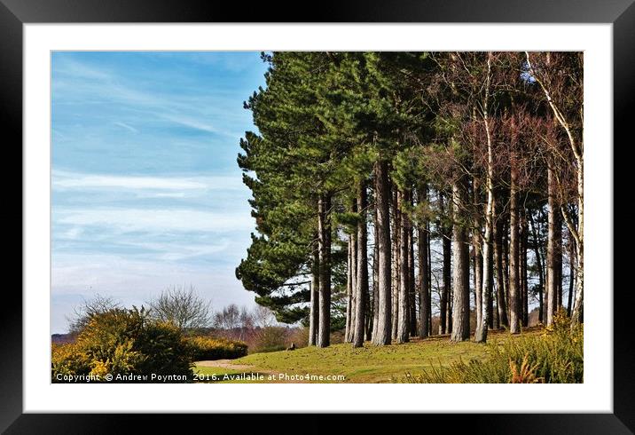 PINE TREES SUTTON PARK Framed Mounted Print by Andrew Poynton