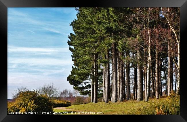 PINE TREES SUTTON PARK Framed Print by Andrew Poynton