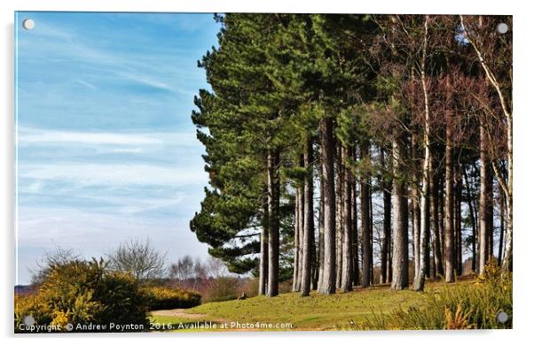 PINE TREES SUTTON PARK Acrylic by Andrew Poynton