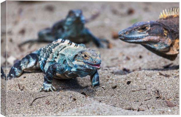 Trio of black iguanas on the beach Canvas Print by Jason Wells