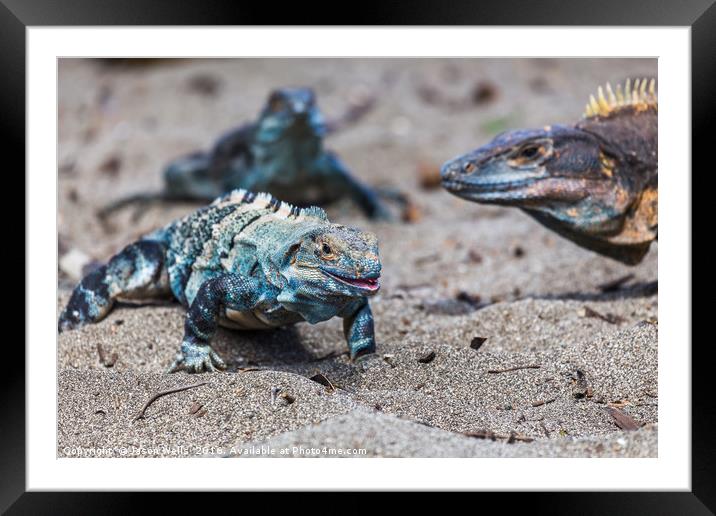 Trio of black iguanas on the beach Framed Mounted Print by Jason Wells