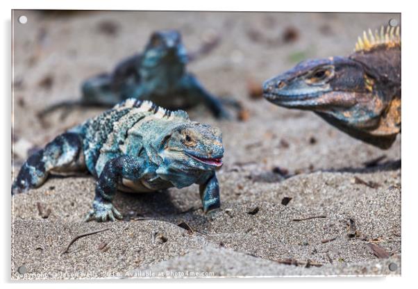 Trio of black iguanas on the beach Acrylic by Jason Wells