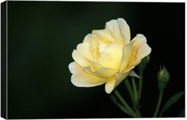 Pale Yellow Rose Canvas Print by Chris Day