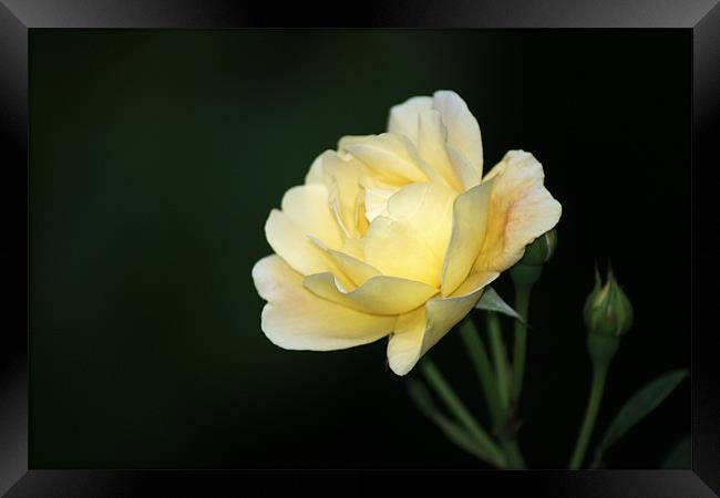 Pale Yellow Rose Framed Print by Chris Day