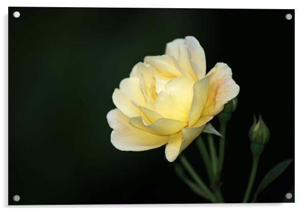 Pale Yellow Rose Acrylic by Chris Day