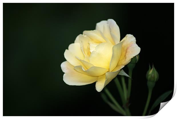 Pale Yellow Rose Print by Chris Day