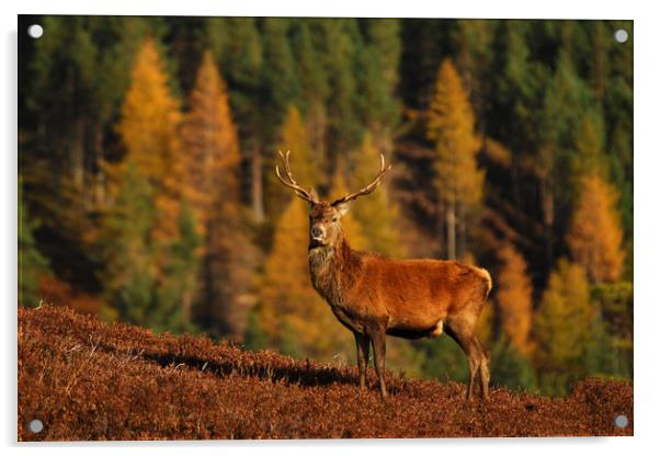 Red Deer Stag Acrylic by Macrae Images