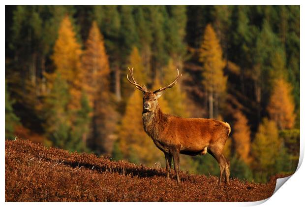 Red Deer Stag Print by Macrae Images