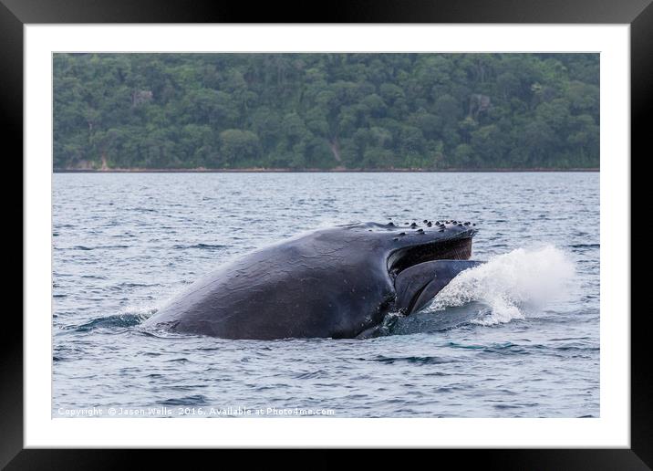 Humpback whale crashes to the surface of the ocean Framed Mounted Print by Jason Wells
