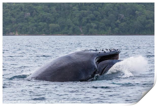 Humpback whale crashes to the surface of the ocean Print by Jason Wells