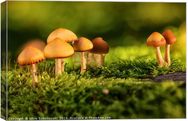orange mushrooms Canvas Print by Silvio Schoisswohl