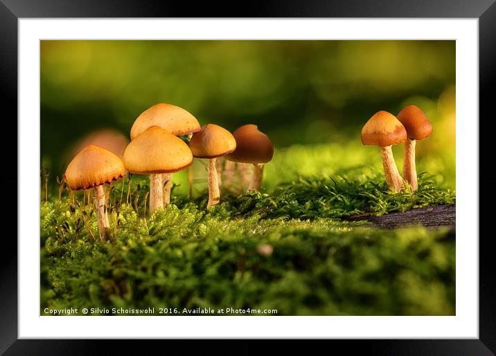 orange mushrooms Framed Mounted Print by Silvio Schoisswohl