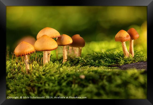 orange mushrooms Framed Print by Silvio Schoisswohl