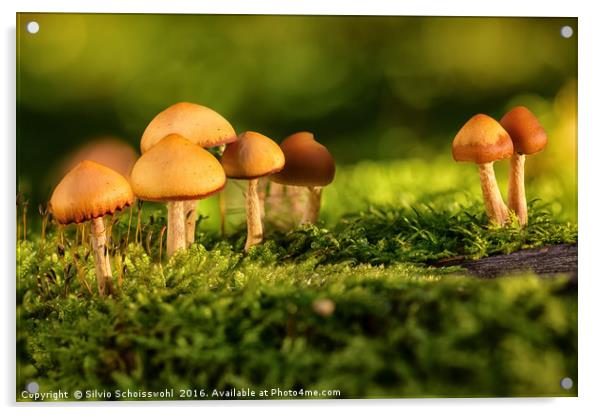 orange mushrooms Acrylic by Silvio Schoisswohl